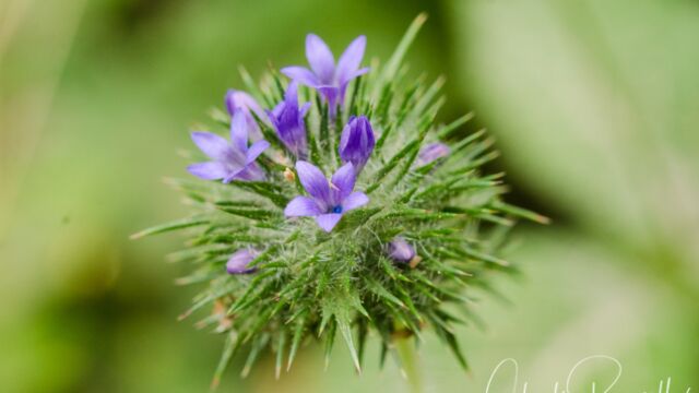 Skunkweed, Navarretia squarrosa