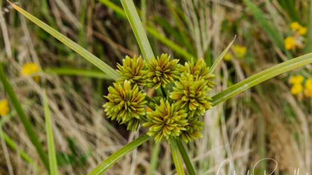 Tall flatsedge, Cyperus eragrostis
