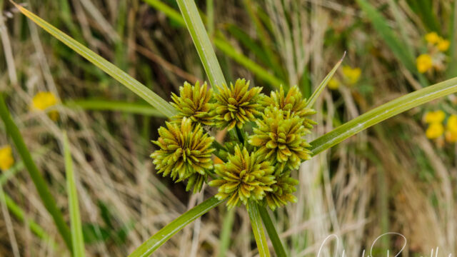 Tall flatsedge, Cyperus eragrostis