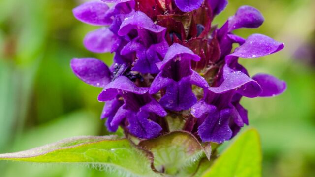 Lance self heal, Prunella vulgaris var. lanceolata Lance self heal, Prunella vulgaris var. lanceolata