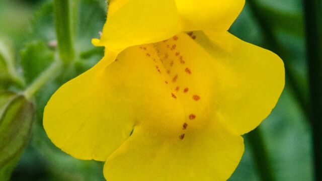 Seep monkey flower, Erythranthe guttata