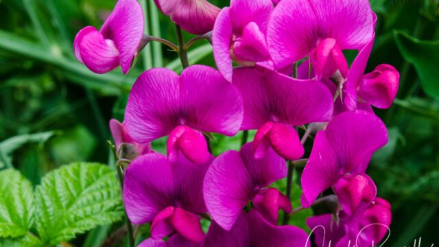 Sweet pea, Lathyrus latifolius