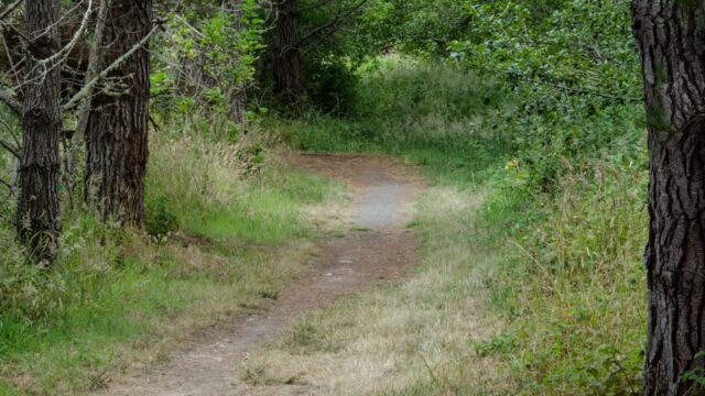 Muddy Hollow trail becomes an easy path through the woods