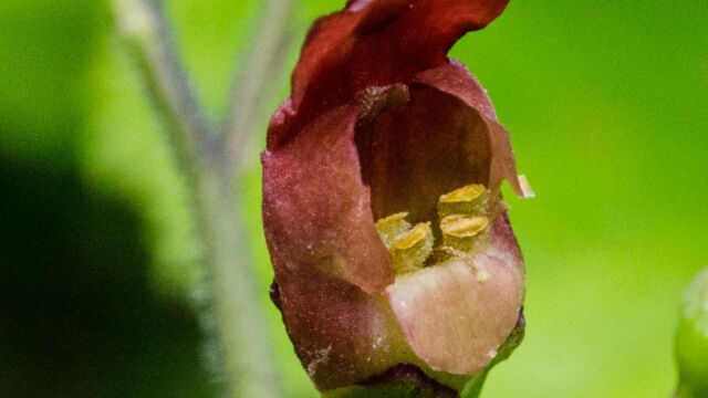 California bee plant, Scrophularia californica