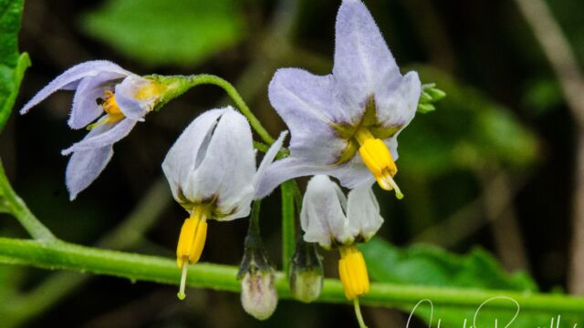 Douglas' nightshade, Solanum douglasii