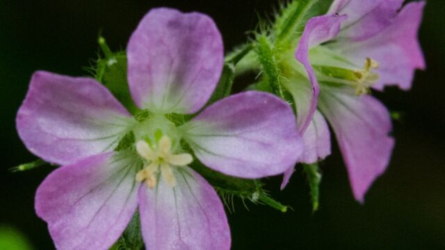 Alderney crane's-bill, Geranium core-core