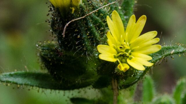 Coast tarweed, Madia sativa
