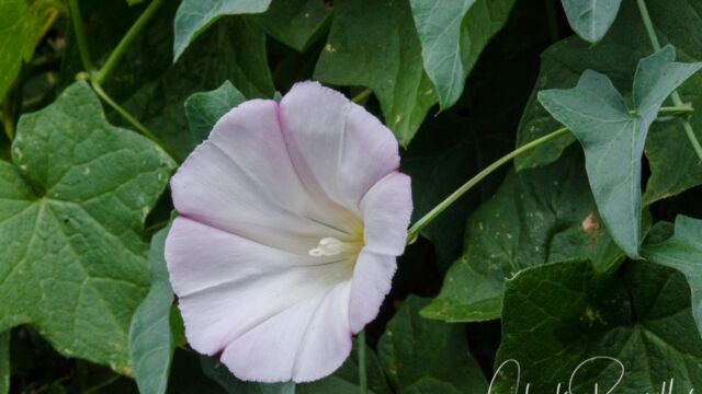 Purple western morning glory, Calystegia purpurata ssp. purpurata Purple western morning glory, Calystegia purpurata ssp. purpurata