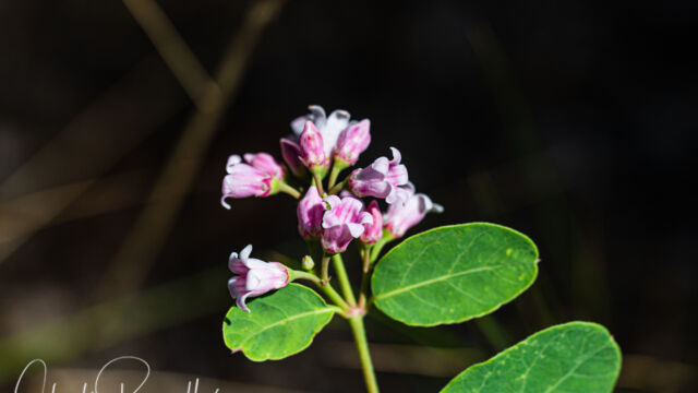 Apocynum androsaemifolium Spreading Dogbane, Apocynum androsaemifolium