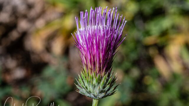 Cirsium andersonii Anderson's thistle, Cirsium andersonii