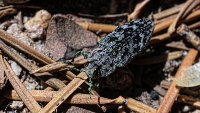 Chrysobothris sp. Metallic wood-boring beetle, Chrysobothris sp.