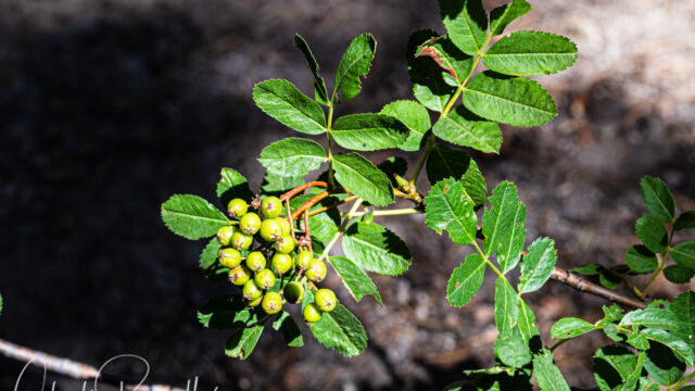 Sorbus californica California mountain ash, Sorbus californica