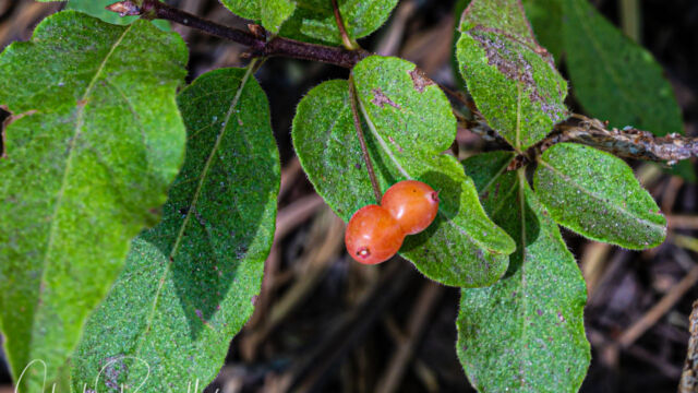 Lonicera conjugialis Purpleflower honeysuckle, Lonicera conjugialis