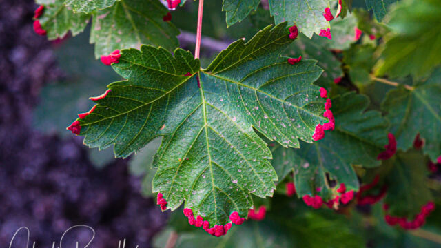 Aceria calaceris, on Acer glabrum Maple Erineum Mite, Aceria calaceris, on Acer glabrum