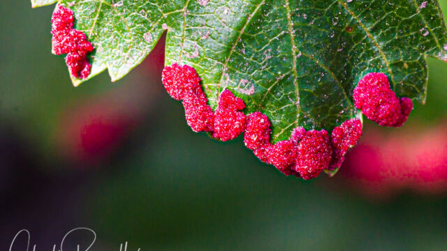 Aceria calaceris, on Acer glabrum Maple Erineum Mite, Aceria calaceris, on Acer glabrum