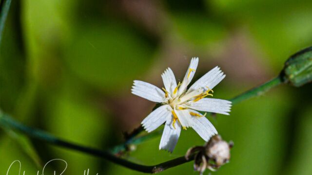Hieracium albiflorum White hawkweed, Hieracium albiflorum