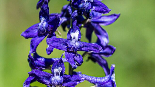 Delphinium glaucum Sierra larkspur, Delphinium glaucum