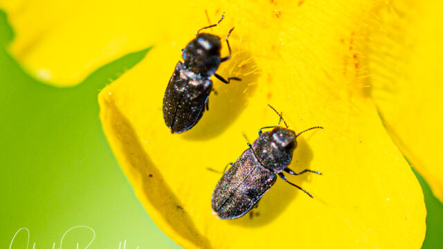 Subgenus Melanthaxia Jewel beetle, Subgenus Melanthaxia