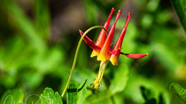 Aquilegia formosa Western columbine, Aquilegia formosa