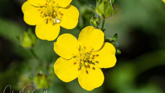 Potentilla gracilis (with a small crab spider) Slender cinquefoil, Potentilla gracilis