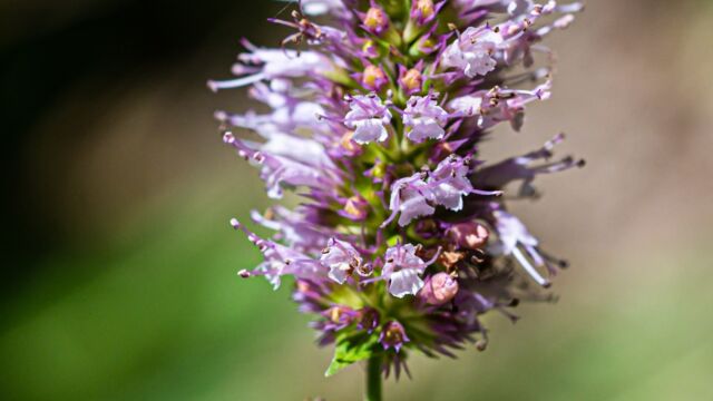 Agastache urticifolia Nettleleaf giant hyssop (aka Horse mint), Agastache urticifolia