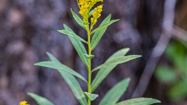 Solidago elongata West Coast Canada Goldenrod, Solidago elongata
