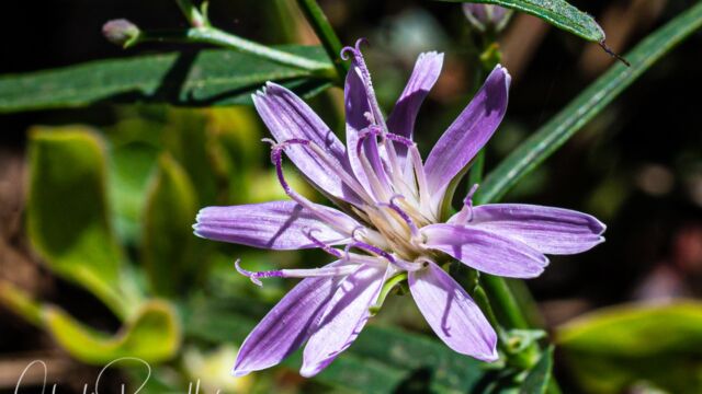 Lettuce wirelettuce, Stephanomeria lactucina Stephanomeria lactucina