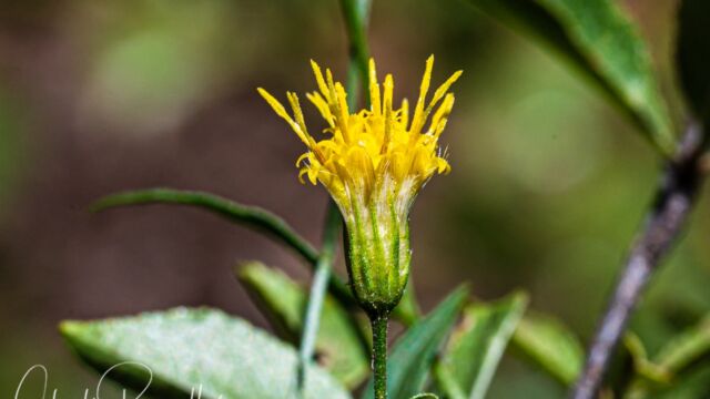 Doellingeria breweri (formerly Eucephalus breweri) Brewer's aster, Doellingeria breweri (formerly Eucephalus breweri)