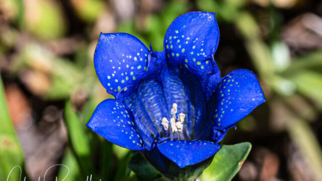Gentiana calycosa Explorer's gentian, Gentiana calycosa