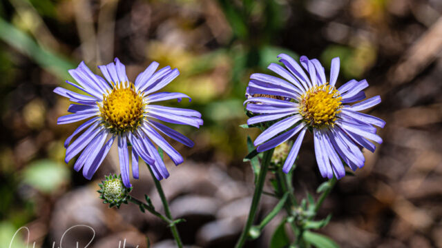 Symphyotrichum spathulatum var. spathulatum Western mountain aster, Symphyotrichum spathulatum var. spathulatum