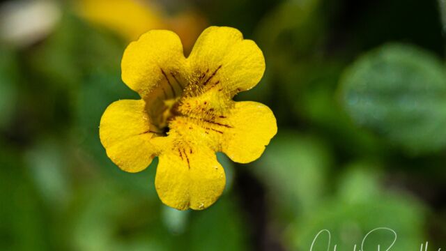 Erythranthe moschata Musk monkeyflower, Erythranthe moschata