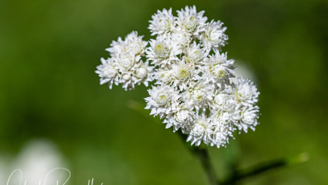 Anaphalis margaritacea Pearly everlasting, Anaphalis margaritacea