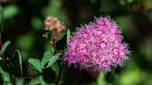 Spiraea splendens Rose meadowsweet, Spiraea splendens