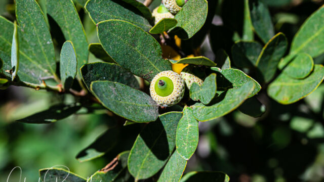 Quercus vacciniifolia Huckleberry oak, Quercus vacciniifolia