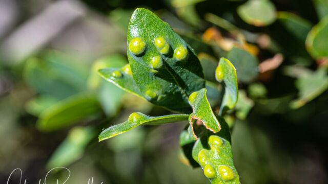 Eriophyes mackiei, on Huckleberry oak, Quercus vacciniifolia Live Oak Erineum Mite, Eriophyes mackiei, on Huckleberry oak, Quercus vacciniifolia