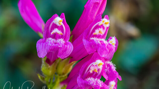Penstemon newberryi var. newberryi Mountain pride, Penstemon newberryi var. newberryi