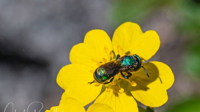 Hoplitis fulgida Green Small-Mason bee, Hoplitis fulgida