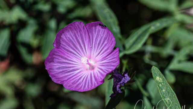 Sidalcea glaucescens Waxy checkerbloom, Sidalcea glaucescens