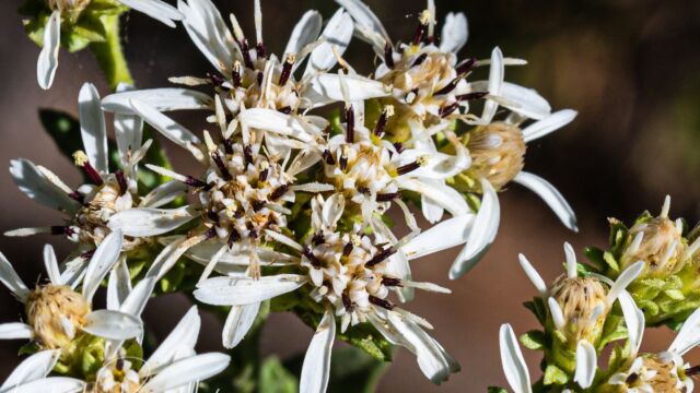 Sericocarpus oregonensis ssp. californicus Oregon whitetop aster, Sericocarpus oregonensis ssp. californicus