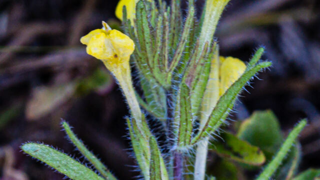 Castilleja tenuis Hairy paintbrush, Castilleja tenuis
