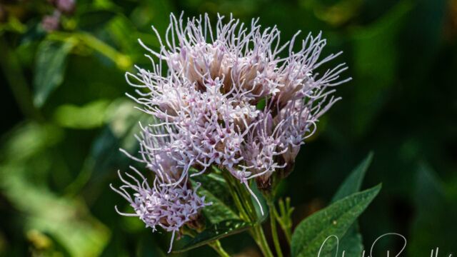 Ageratina occidentalis Western snakeroot, Ageratina occidentalis