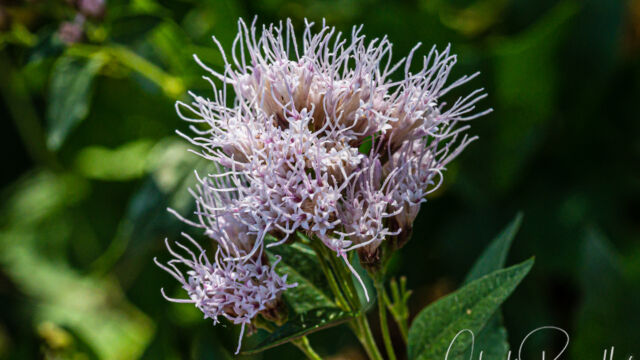 Ageratina occidentalis Western snakeroot, Ageratina occidentalis