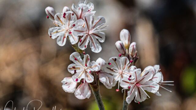Eriogonum wrightii var. subscaposum Wright's buckwheat, Eriogonum wrightii var. subscaposum