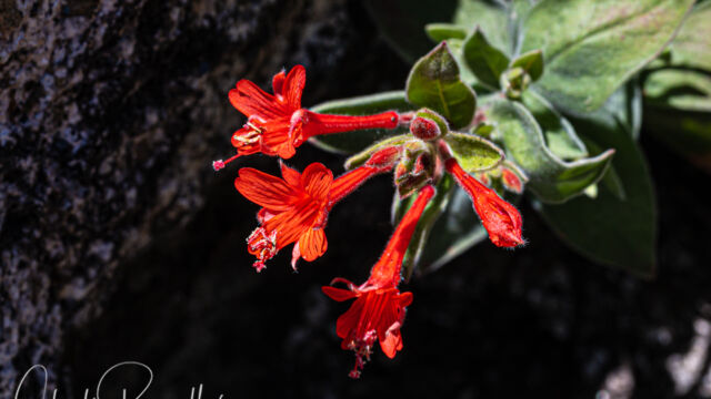 Epilobium canum ssp. latifolium Hummingbird trumpet (aka California fuchsia), Epilobium canum ssp. latifolium