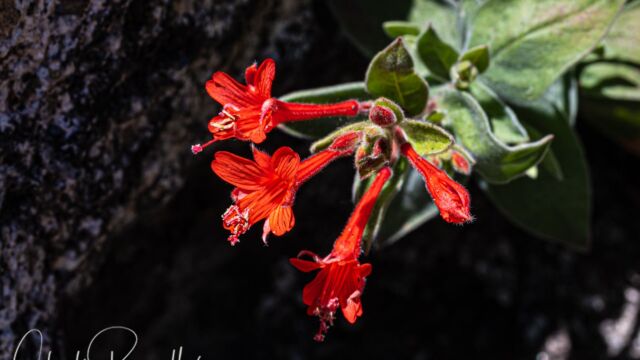 Epilobium canum ssp. latifolium Hummingbird trumpet (aka California fuchsia), Epilobium canum ssp. latifolium