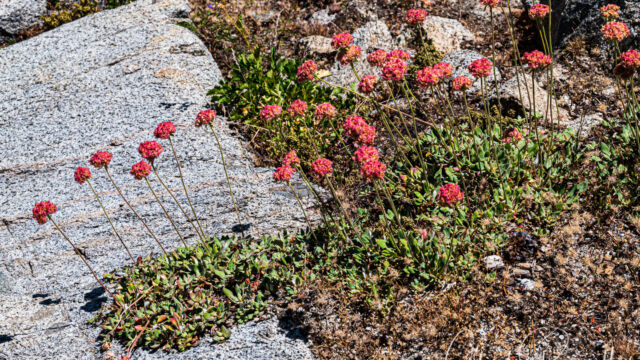 Eriogonum ursinum Bear valley buckwheat, Eriogonum ursinum