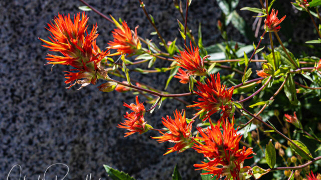 Castilleja miniata ssp. miniata Scarlet paintbrush, Castilleja miniata ssp. miniata