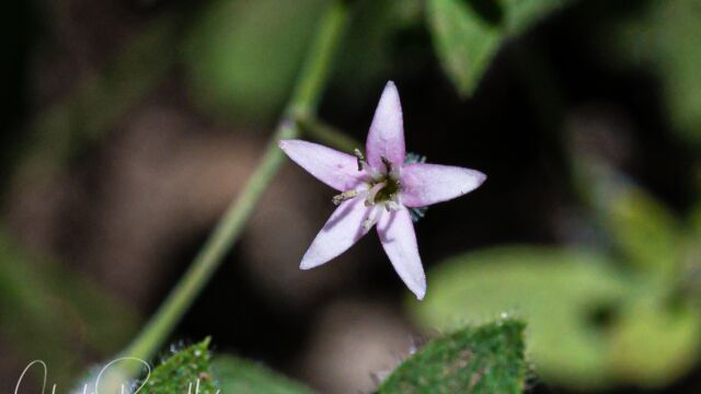 Kelloggia galioides Milk kelloggia, Kelloggia galioides