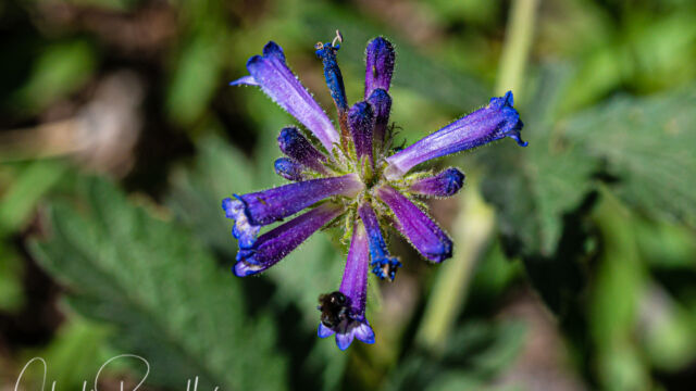 Penstemon heterodoxus var. heterodoxus Sierra beardtongue, Penstemon heterodoxus var. heterodoxus
