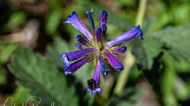 Penstemon heterodoxus var. heterodoxus Sierra beardtongue, Penstemon heterodoxus var. heterodoxus